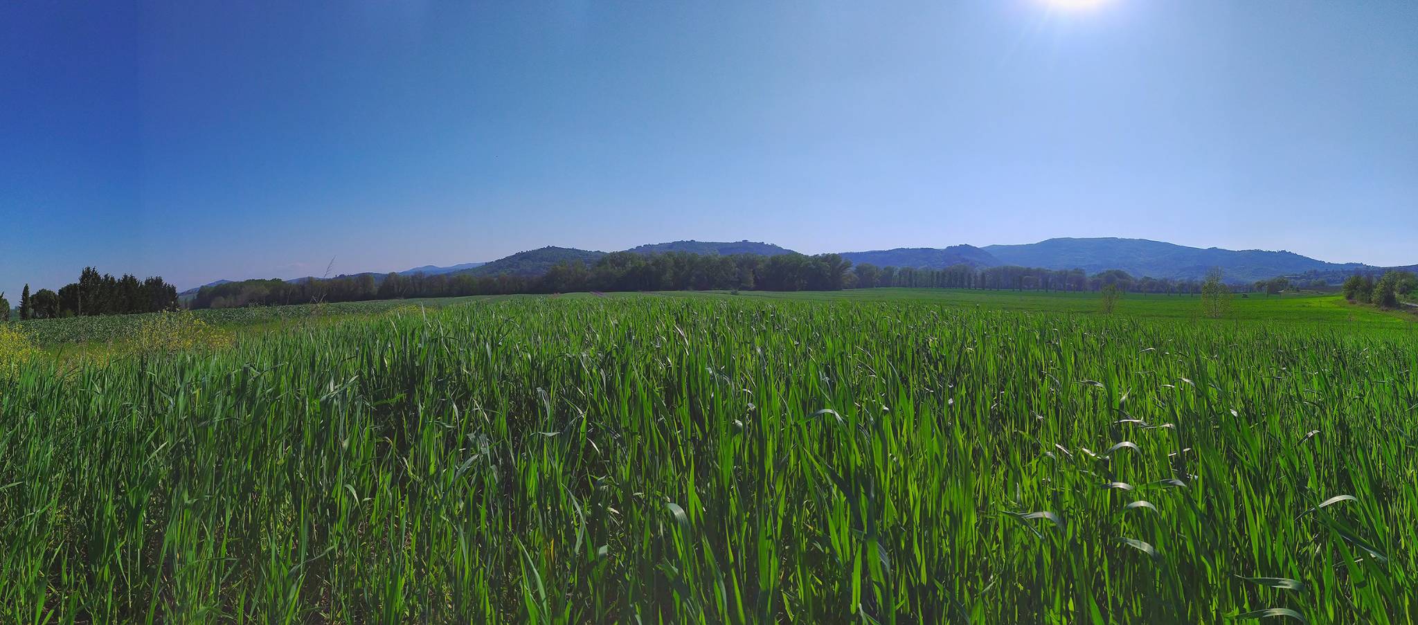 Semina dei grani antichi